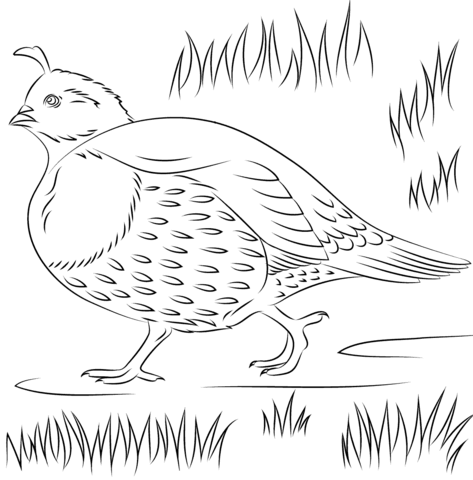 California Quail Coloring Page